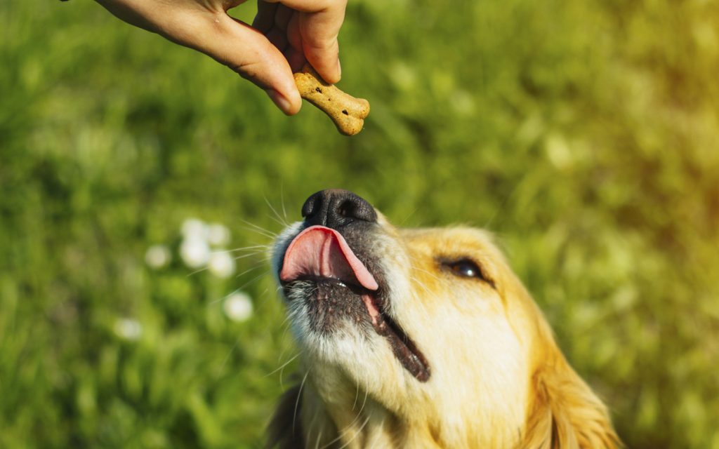 طریقه مصرف غذای خشک سگ