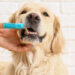 dog oral care brushing