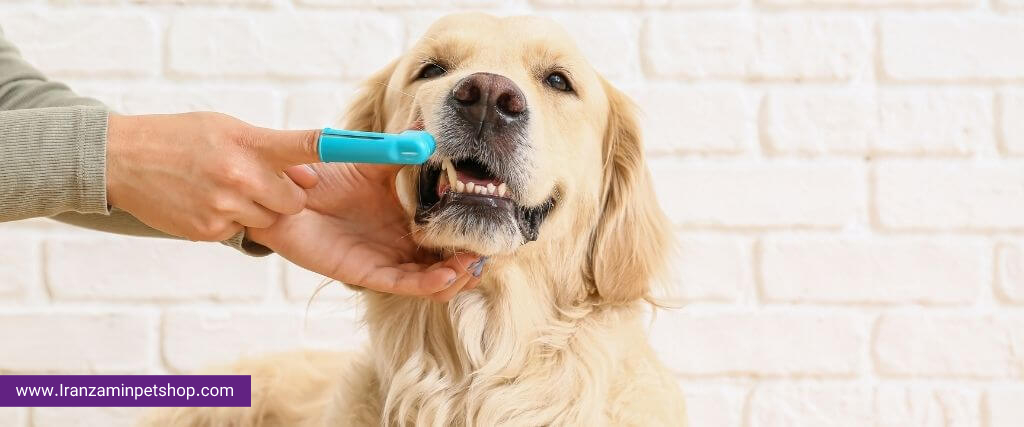 dog oral care brushing